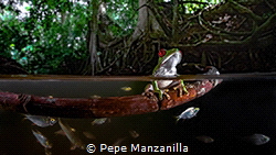 Red eye Frog taking a bath by Pepe Manzanilla 